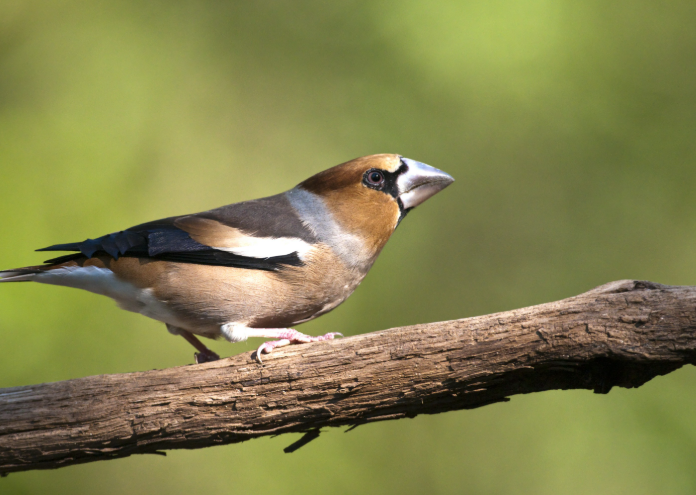 Ecotours Wildlife Holidays